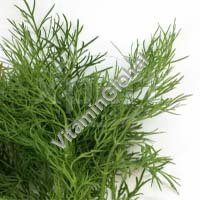 Certified Organic Dill Seeds 0.125g "Natural Green" - Click Image to Close