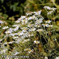 Camomile 50g "Herba Center" - Click Image to Close