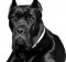 Organic Dog Food