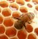 Certified Organic Honey