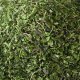 Basil 50g - Herba Center